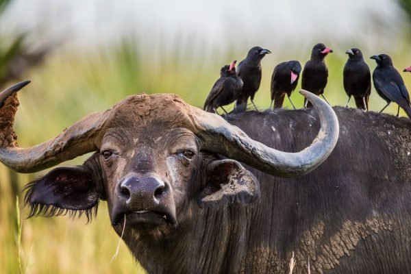 Copy of Buffalo in the savannah with birds on its back. Africa. Uganda