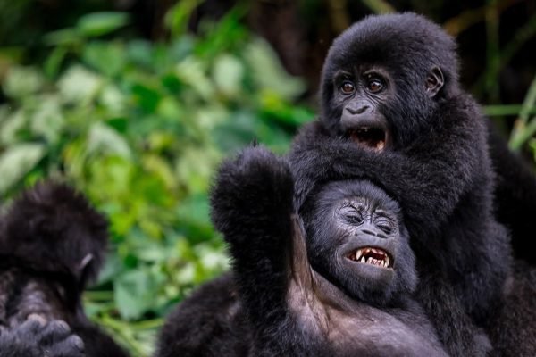 baby-gorillas